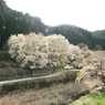 屏風岩公苑　桜