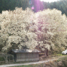 屏風岩公苑　桜