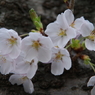 桜・幹から咲く