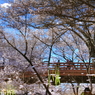 桜舞う幻想橋