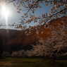 月夜の桜