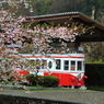 廃電車と葉桜のコラボ