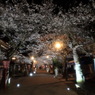 夜桜