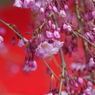 枝垂れ桜
