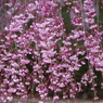 花のれん
