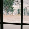 校庭を望む
