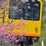 53043158