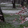 桜と雪