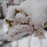 春雪と桜3