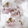 春雪と桜5