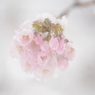 春雪と桜8