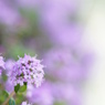 The small purple world.