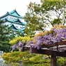 名古屋城とフジの花