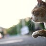 食らえ～～～～っ