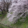 桜花らんまん