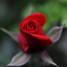 真紅の薔薇。