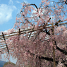 京都・半木（なからぎ）の桜