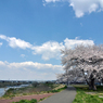 七北田川の桜1
