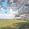 七北田川の桜2