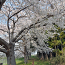 七北田川の桜3