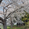 七北田川の桜3