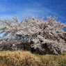 来た！北！桜！