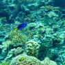 美ら海水族館　１