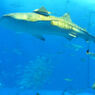 美ら海水族館　２