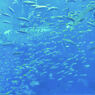 美ら海水族館　３