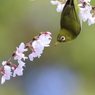 小枝の掛け飾り