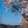 ラサと桜