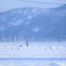 雪の朝