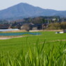 緑の向こう側