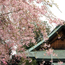 家康公も見た桜？