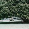 Shade of a tree