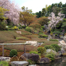 「昭和の名園」のさくら