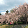 賀茂川から半木の道を見る