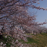 土手桜