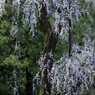 お城坂の枝垂れ桜