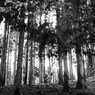 樹間光　～Murou Art Forest～