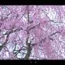 春霞