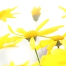 きいろ