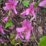 ユキグニミツバツツジ（花）