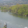 宇治川右岸の堤