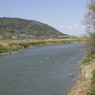 桂川（左岸）