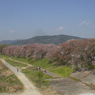 背割堤の桜
