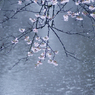 　散らしの雨