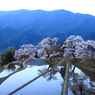 絶景「棚田と桜」