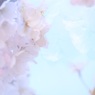 春風のいたずら