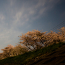 土手の夜桜